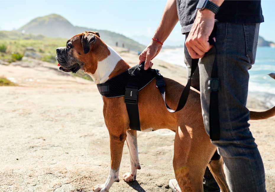 Arnés "Flyharness" Gotham Zee.Dog