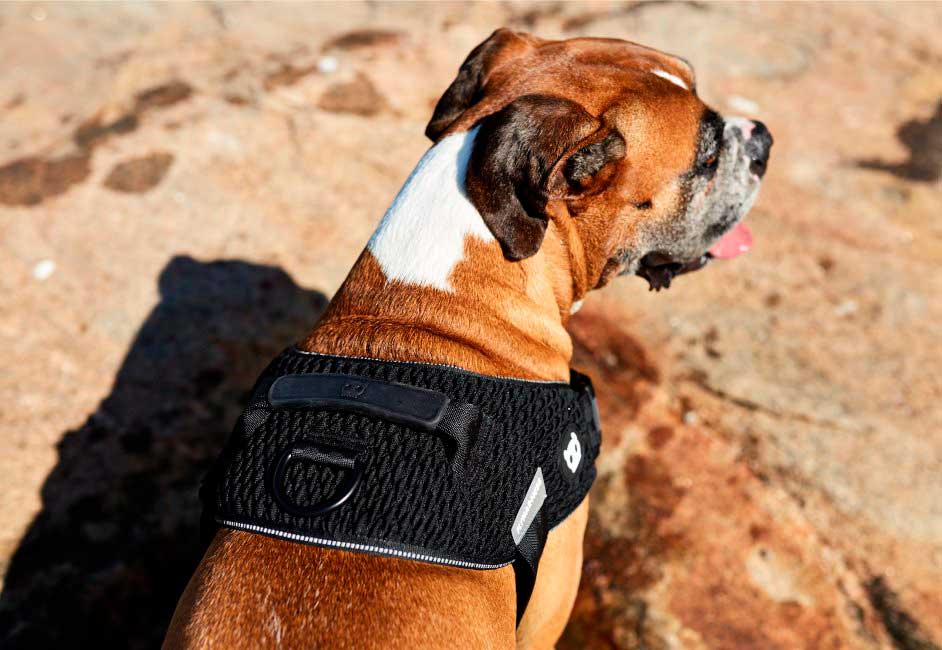 Arnés "Flyharness" Gotham Zee.Dog