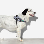 Arnés "FlyHarness" Urban Zee.Dog 