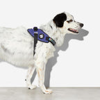 Arnés "FlyHarness" Wicked Zee.Dog
