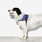 Arnés "FlyHarness" Wicked Zee.Dog