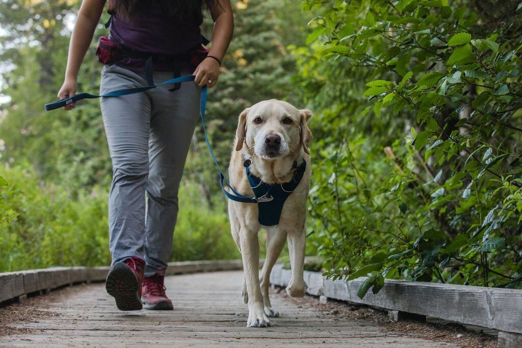 Arnés para Perros "Front Range" Ruffwear