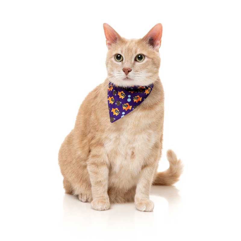 Fuzzyard Fashion Pack "Caturday Night Fever" para Gatos