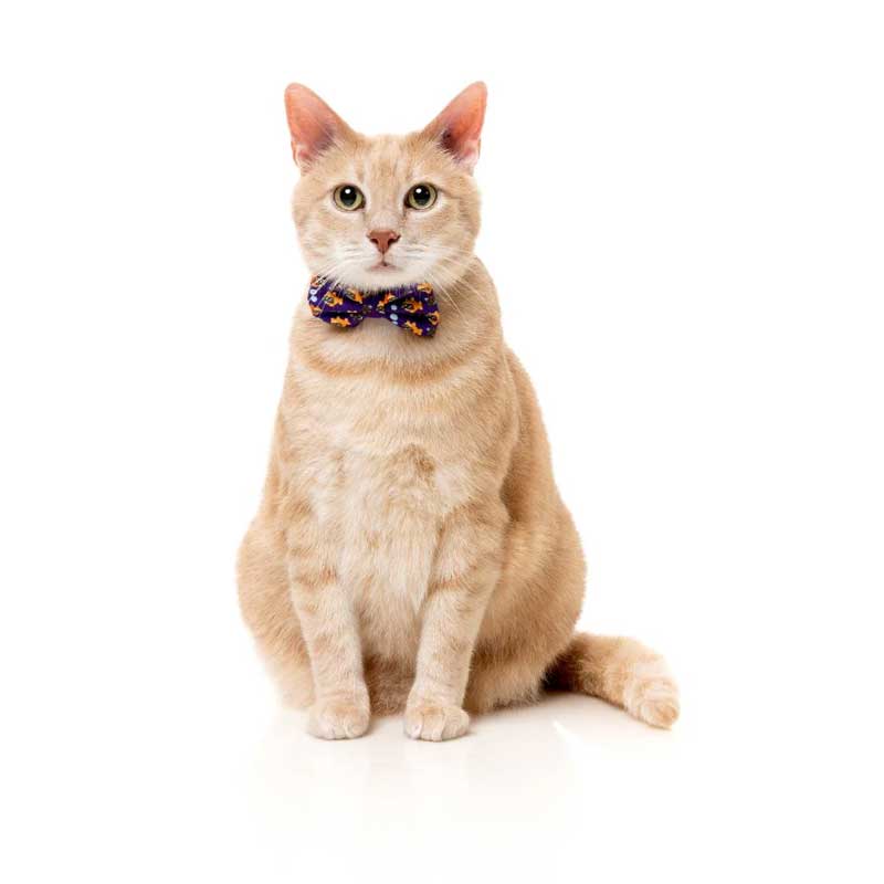 Fuzzyard Fashion Pack "Caturday Night Fever" para Gatos