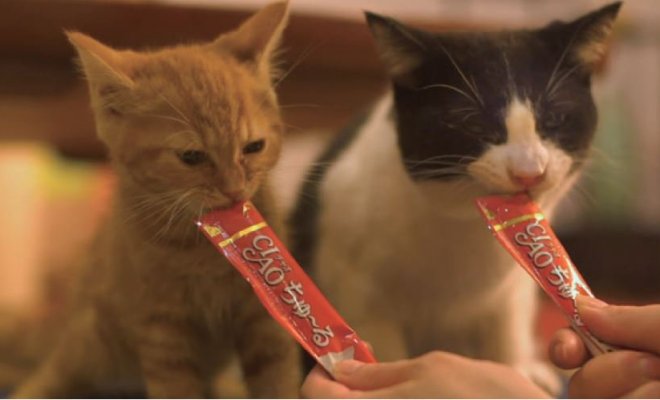  Snack Churu Pollo para Gatos