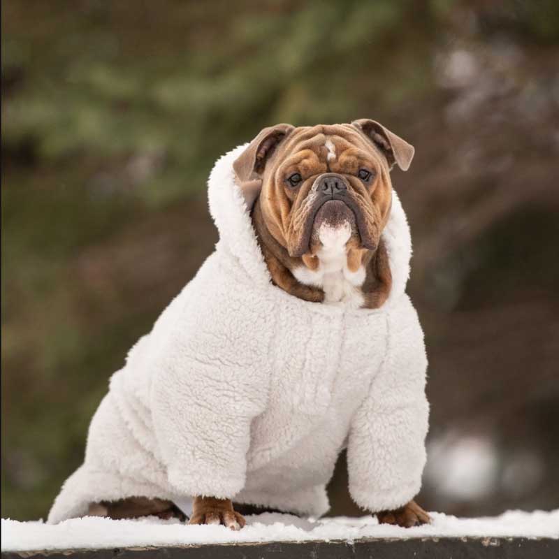 Polerón "Cozy Hoodie White" para Perros