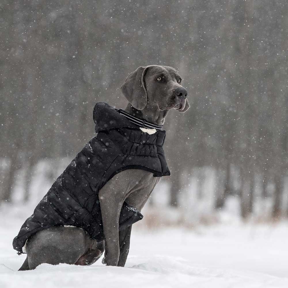 GF Pet Parka Cloud Negra - 2XL