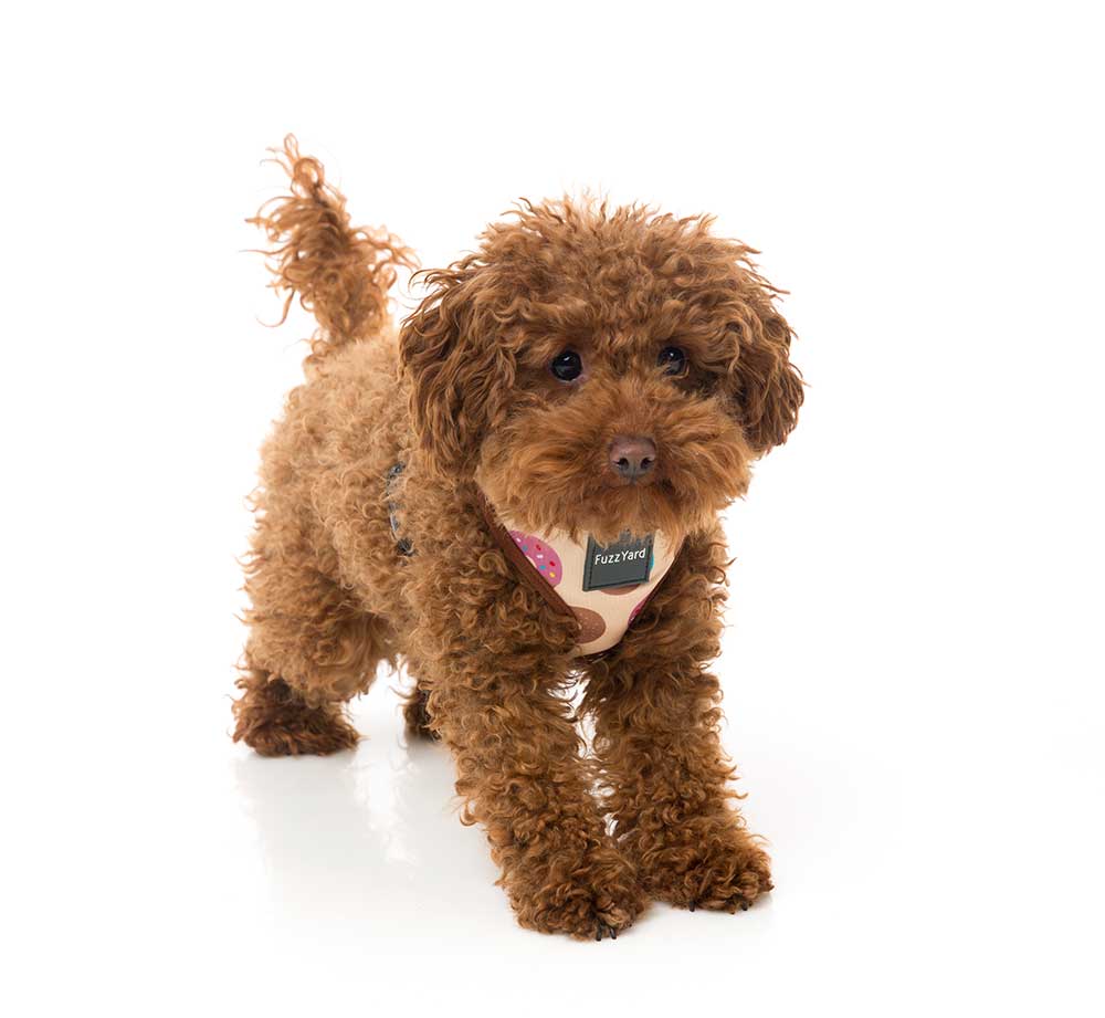 Arnés para Perros "Go Nuts" Fuzzyard