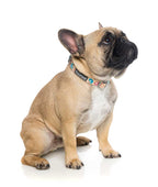 Collar para Perros "Go Nuts" Fuzzyard