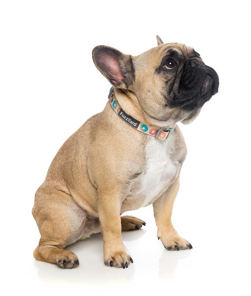 Collar para Perros "Go Nuts" Fuzzyard - M