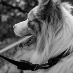 Collar para Perros "Gotham" Zee.Dog 