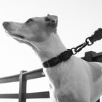 Collar para Perros "Gotham" Zee.Dog 