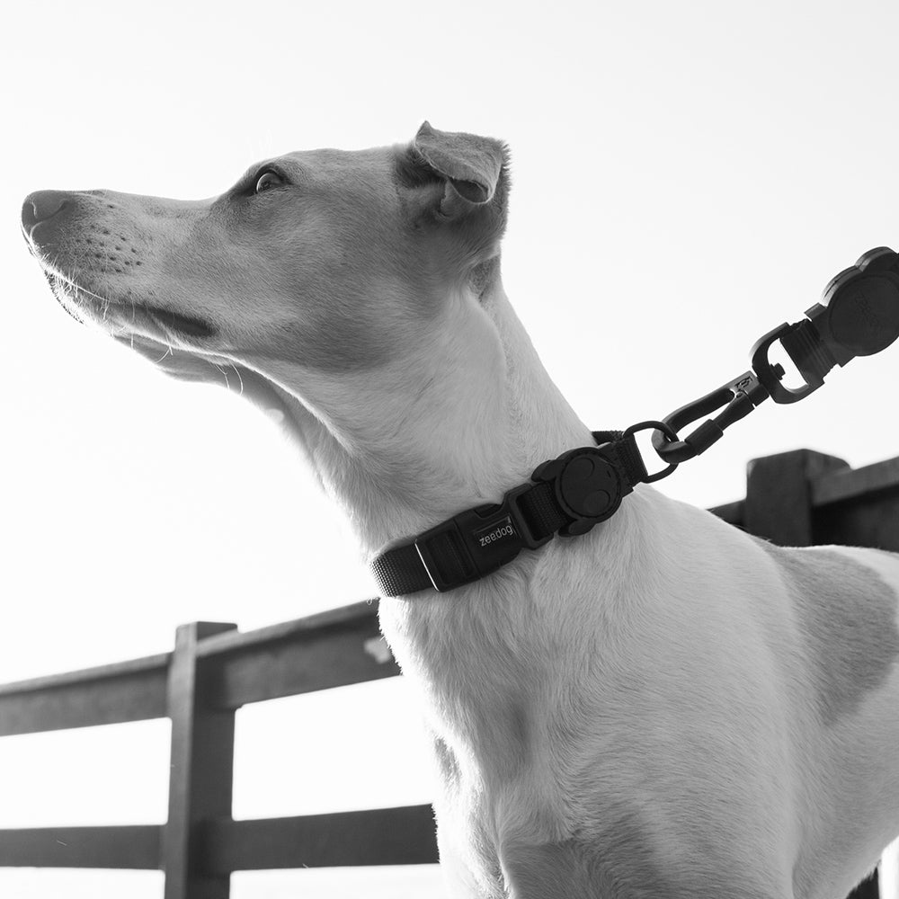 Collar para Perros "Gotham" Zee.Dog 