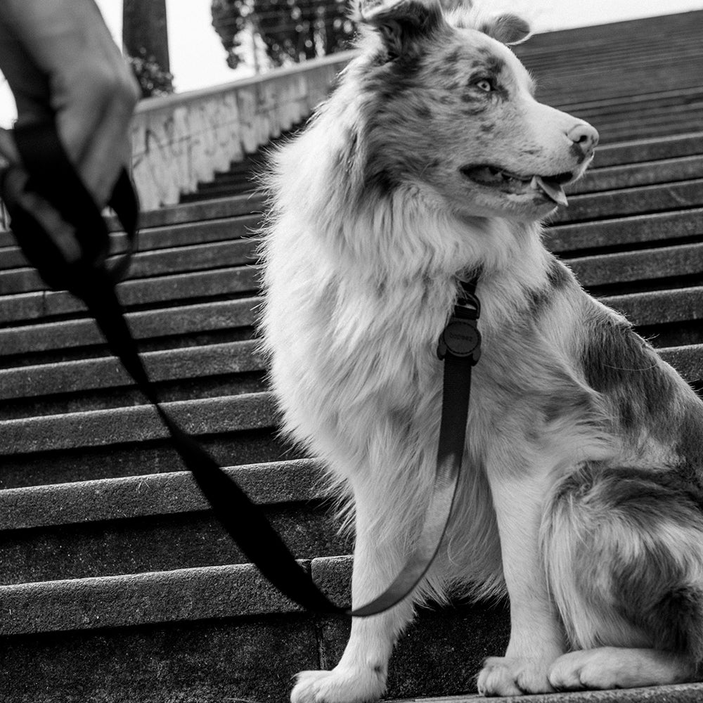 Correa "Gotham" Zee.Dog