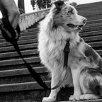 Correa "Gotham" Zee.Dog - L: Ancho 2,5 cm