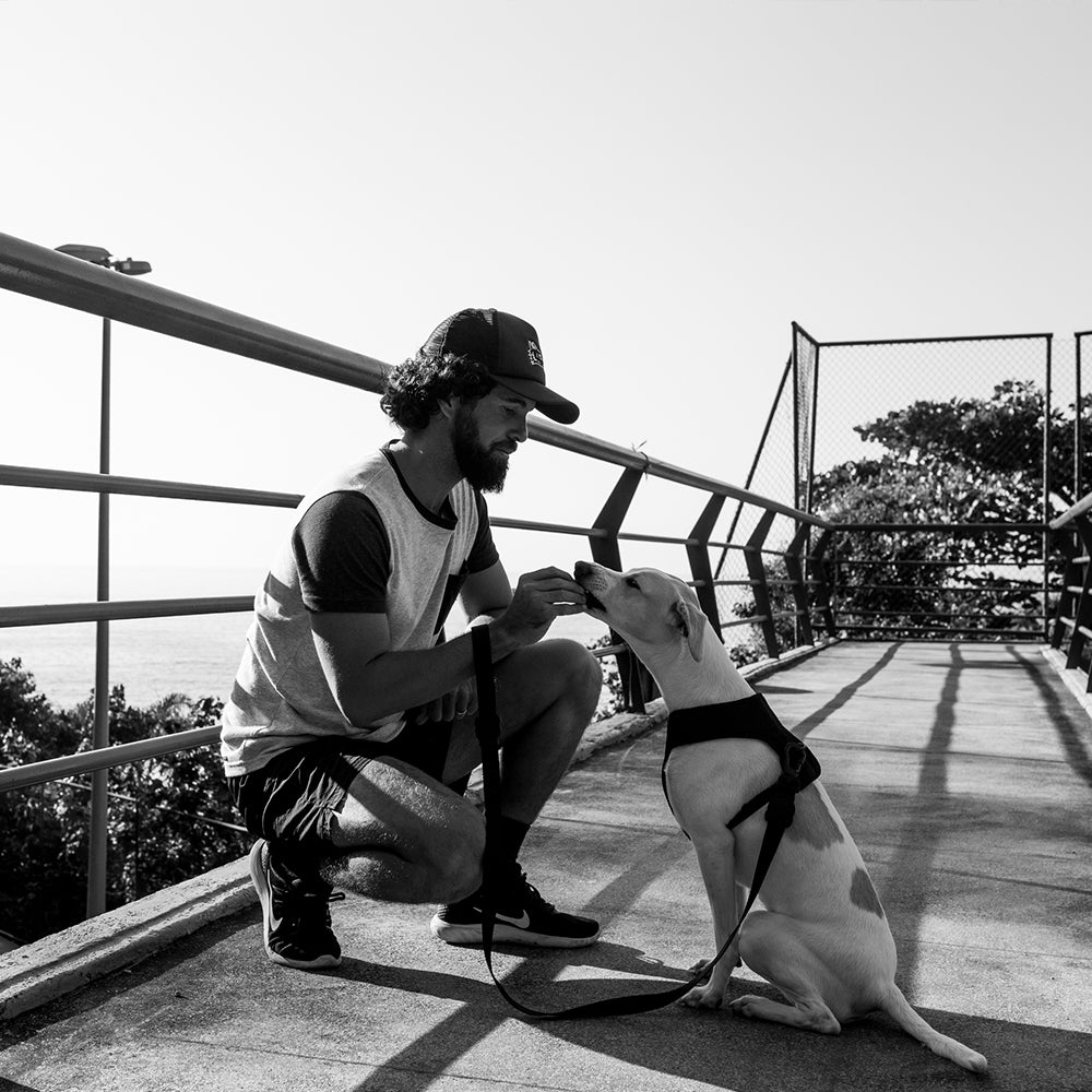 Correa "Gotham" Zee.Dog