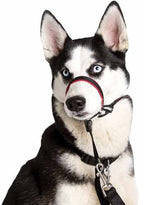 Cabestro Halti Optifit 