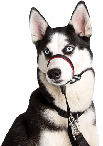 Cabestro Halti Optifit 