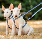 Correa de Dos Puntas Halti