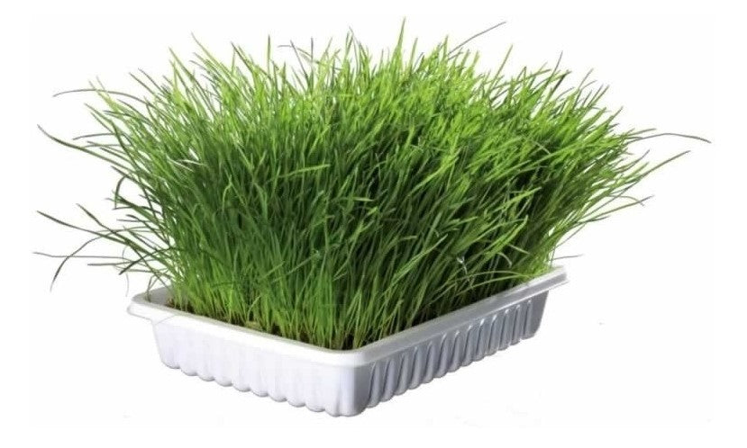 Hierba para Gatos Anasac