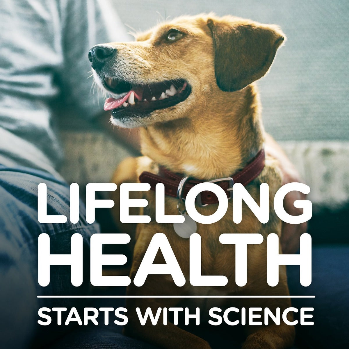 Hill's "Healthy Development" Small Bites para Cachorros