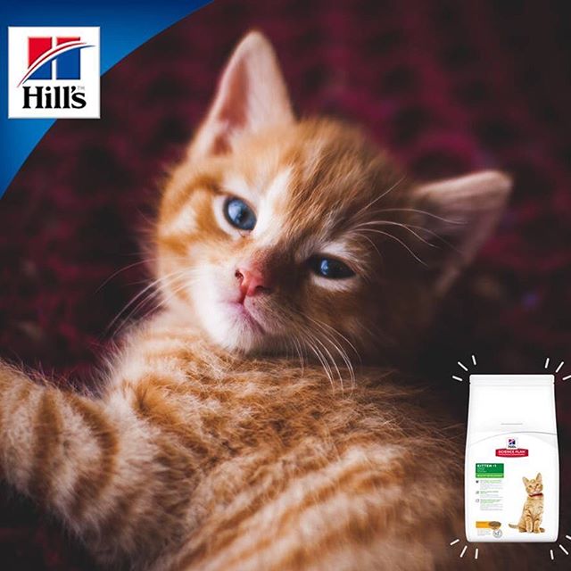 Hill's "Healthy Development" para Gatitos