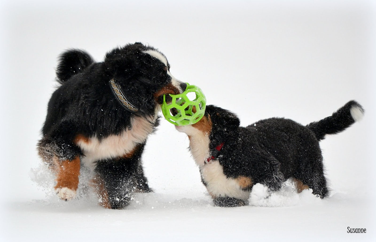 Pelota Malla Hol-ee Roller