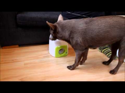 Dispensador Interactivo "Fetch'N Treat" de golosinas para Perros