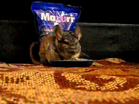 Mazuri Alimento para "Chinchilla Diet" - 11,33 Kg