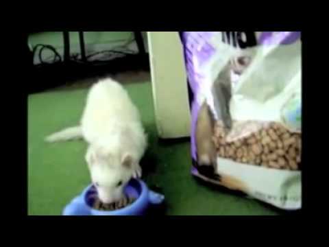 Mazuri Alimento para Hurón "Ferret Diet" - 11,33 Kg