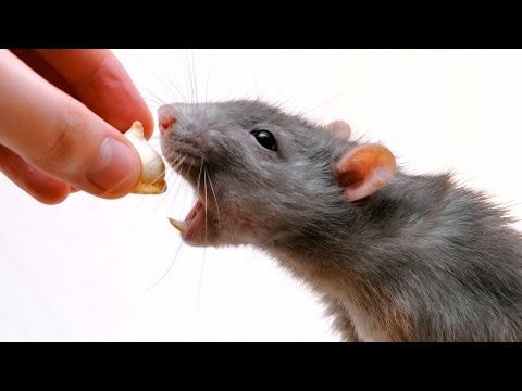 Mazuri Alimento para Ratas y Ratones "Rat & Mouse Diet"