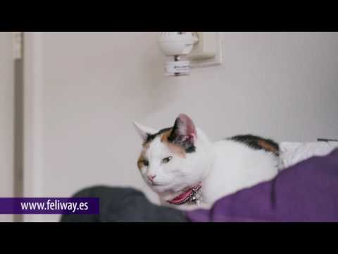 Feliway FRIENDS Difusor y Repuesto