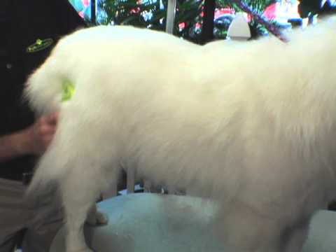 Rastrillo FURminator para Perros