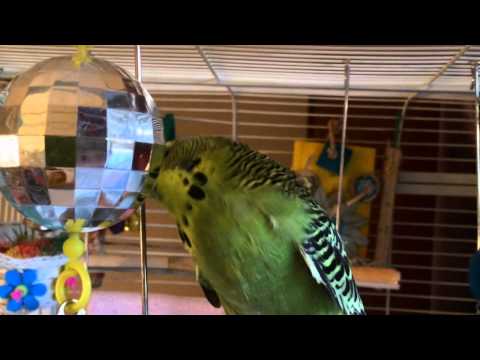 Bola Disco Juguete para Aves 