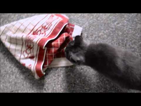 Catnip en Spray "Kong Naturals"