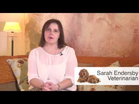 Adaptil Transport Spray