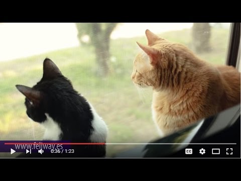 Feliway FRIENDS Repuesto