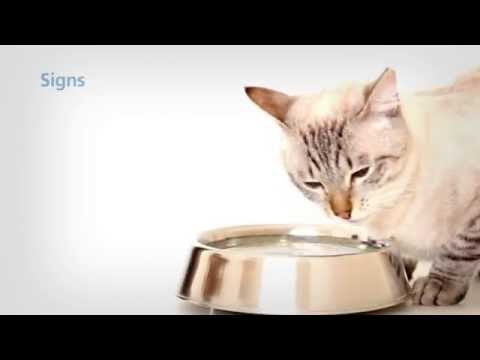 Hill's k/d en Lata Cuidado Renal para Perros