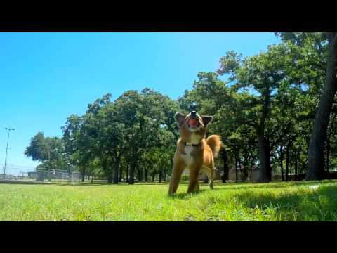 Pack de Pelotas "Ultra Ball Chuckit!" para Perros