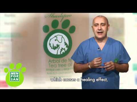 Shampoo Anticaspa para Perros