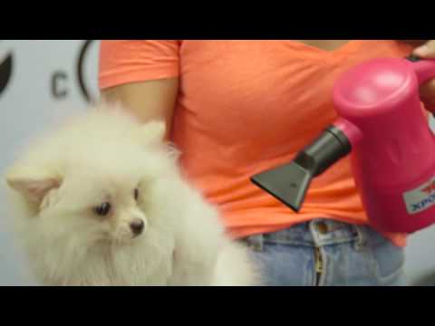 Secador de Mascotas "Airrow Pro Home"