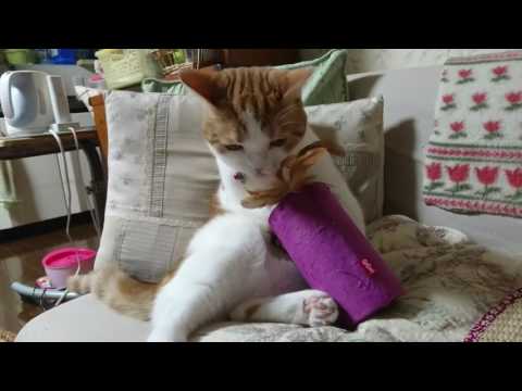 Juguete Tubo Melódico "Melody Chaser" para Gatos