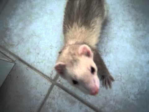 Collar con Cascabel para Hurón