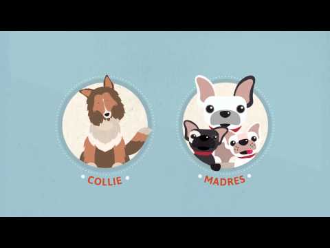 Bravecto Antiparasitario Externo para Perros - 4,5 a 10 kg