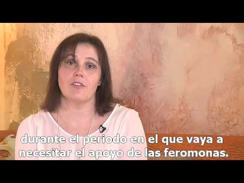 Collar Adaptil para Perros - Perro Mediano o Grande