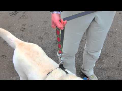 Correa Manos Libres "Flat Out" Ruffwear para Perros - Autumn Horizon