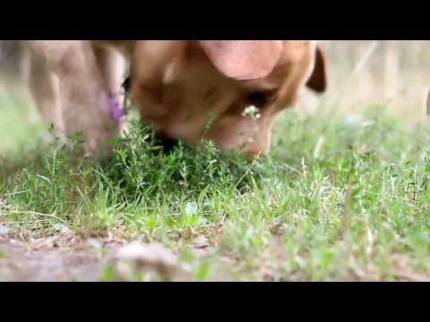 Pelota "KONG Squeezz" - L: Perros grandes