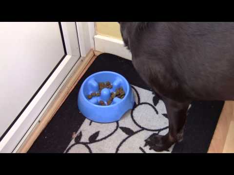 Plato Regulador de Ingesta "Go-Slow!" - S: 300 ml. / Negro