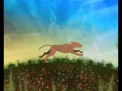 Comprimidos GERIOOX para Perros y Gatos Senior - 120 comprimidos