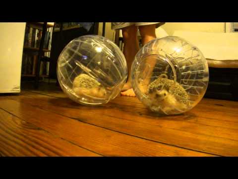 Bola de Ejercicio para Pequeños Animales